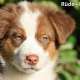 Australian Shepherd Welpen,...